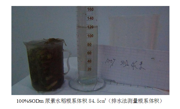 水稻根系体积及水稻穂重